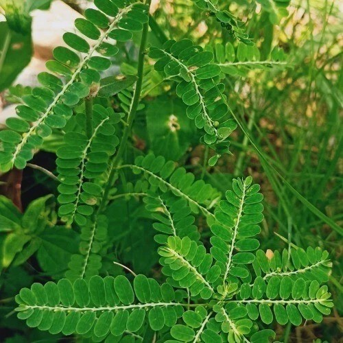 +70g Phyllanthus Niruri Chanca Piedra Dry Stone Breaker Pure Natural Dried Herb