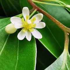 30 True Ceylon Cinnamon Tree Seeds Cinnamomum verum Fast Growing Seeds FREE SHIP