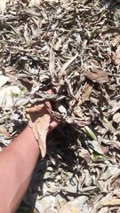 Insulin Dried Cut Leaf 50g Costus Igneus Organic Natural Diabetic Patients Thebu