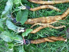 WHOLESALE!! BURDOCK ROOT CUT/SIFTED DRIED BULK TEA NON-GMO-1,2,3,4,5 LBS