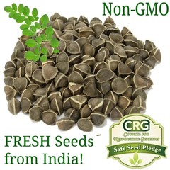 Moringa, Organic moringa Oleifera,Premium moringa seeds, semillas de moringa