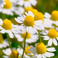Chamomile Extract -Sleep Rest Calm Support – Chamomile Tincture – DLX – USA