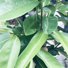 120 Fresh Soursop Graviola Leaves Organic Florida Picked Same Day of Delivery