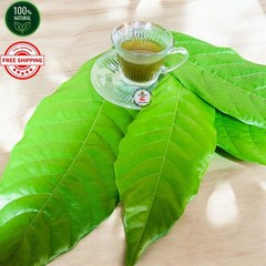 Organic Cocoa Leaf Powder 100% Pure Natural Herbal Supplement 25g to 500g Cacao