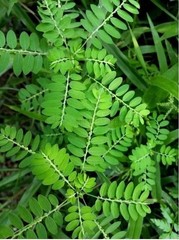 +70g Phyllanthus Niruri Chanca Piedra Dry Stone Breaker Pure Natural Dried Herb