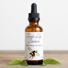 Trout Lily Tincture, Wild Organic Erythronium Americanum Herbal Extract