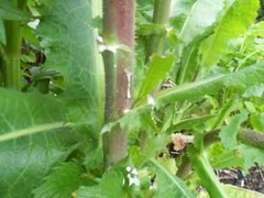 Wild Lettuce Extract Resin , Lactuca Virosa 12 Grams Fresh Homegrown organic
