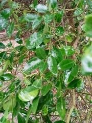 60 Fresh Lemon leaves 100% Organic