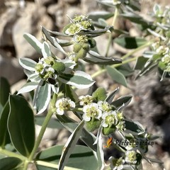 100 Seeds Euphorbia Marginata Snow On The Mountain Variegated Spurge Small Plant