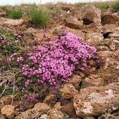 Icelandic wild harvested Arctic Thyme (Thymus arcticus) Whole dried natural herb