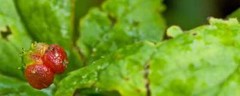 Organic Goldenseal Root Drops. Helps Immune System (3 Bottle 150 Capsules)