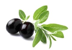 PURE Olive Leaf Extract Powder 20% Oleuropein Anti-oxidant Improve Immune System