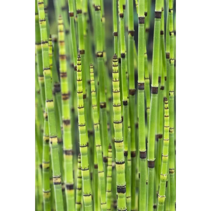 Horsetail – Shavegrass – Equisetum Hyemale Powder