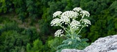 100% Natural Bulgarian Wild YARROW HERB dried by TheMostPrecious -160g