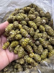顶級铁皮石斛 Top Grade Dendrobium Officinale 铁皮石斛/霍山石斛 Free Shipping-USA Wholesale