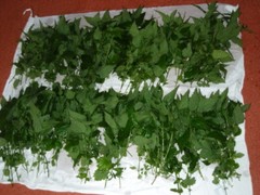 Stingign Nettle Seeds ( Urtica dioica ) ORGANIC from Carpathian mountain UA