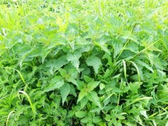Stingign Nettle Seeds ( Urtica dioica ) ORGANIC from Carpathian mountain UA