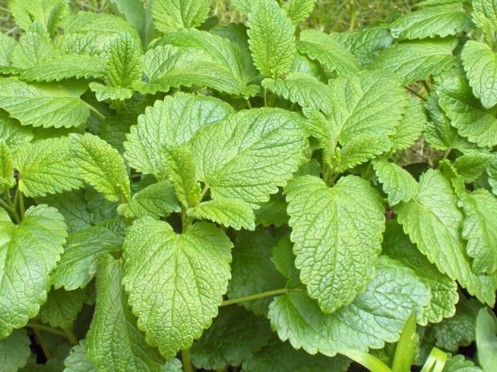 Lemon Balm Dried Herbal Organic 0.5 oz