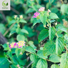 Natural Lantana Camara Leaves Powder 100% Organic Herb Shrub Verbena Herbal Tea