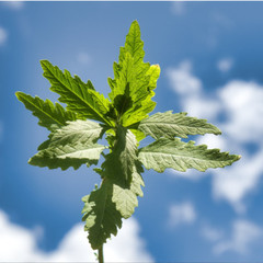 Epazote Herb & Powder | Whole Herb 1oz/4oz/8oz Sizes | Natural Digestive Support