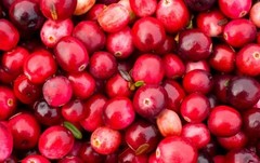 Organic Cranberry Tincture ~ Urinary & Kidney Health