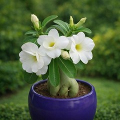 5 Desert Rose Seeds Mixed colors Adenium obesum Houseplant FREE SHIPPING