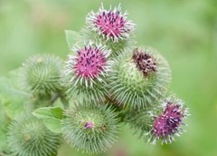 BURDOCK ROOT TINCTURE Detox Skin Health Wild Harvested Handcrafted