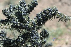 20 Seeds Lycium Ruthenicum Black Fruit Wolfberry Siyah Goji Kaokee Organic Berry