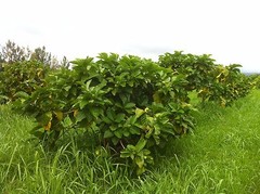 100% PURE HAWAIIAN WAILUA RIVER NONI POWDER: Four Ounces.