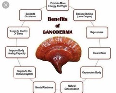 4 Bottles Gano Excel Ganoderma 90 Capsules Lingzhi Reishi Immune Boost USA