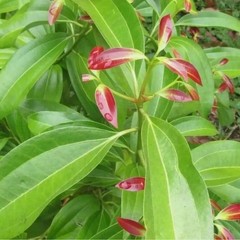 30 True Ceylon Cinnamon Tree Seeds Cinnamomum verum Fast Growing Seeds FREE SHIP