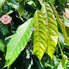 Organic Cocoa Leaf Powder 100% Pure Natural Herbal Supplement 25g to 500g Cacao