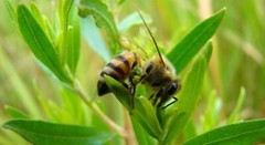 Brazilian Green Bee Propolis Extract Verde Alecrim Lot 6 Bottles 6x30ml 1oz