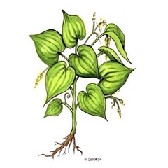 Wild Yam Root 2 oz Dioscorea villosa Fibrous Roots Left On Volume Pricing
