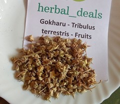 Patil Foods Gokshura Powder – Tribulus Terrestris (Caltrops Fruit)