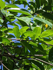 Dried Soursop Graviola Leaves Herbal Tea 100% Organic Hojas De Guanabana Leaf