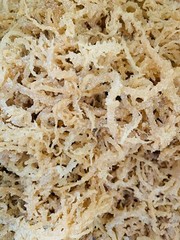 Caribbean Sea Moss Bulk