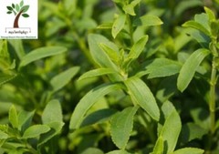 Thai Herbal 100% Stevia Powder | Natural Sweetener for Drinks & Food