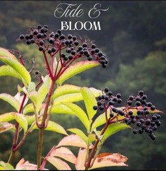 DIY Elderberry Syrup Kit Organic Elderberries & Herbs Make 32 oz Immune Support