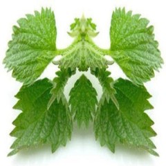 NETTLE STINGING LEAF With Absolutely No Additives High Potency 100 Veg Capsules