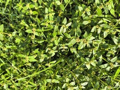 25 Grams Dried Euphorbia Hirta – Asthma Weed, Badi Dudhi,Snakeweed,Hairy Spurge