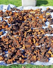Triple Blast: Chaga, Reishi, Turkey Tail Mushroom Chopped Blend 4 oz