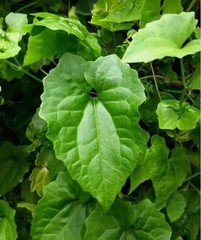 75g Jamaica Guaco Dried Leaves – Mikania Cordifolia Organic Herbal Remedy