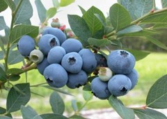 BLUEBERRY powder 8oz 16oz 1lb 32oz 2lb 3lb 8lb 55lb antioxidants caroten- PAJE