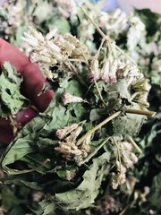 Dried Mexican Dream Herb CALEA ZACATECHICHI Lucid Pure 100% ORGANIC Herbal Tea