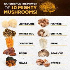 Mushroom complex Capsules-10 in 1 Blend-Nootropic Complex – Brain, Energy, Focus