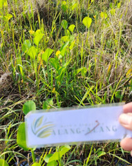 Daun Genjer ( Limnocharis Flava ) Yellow bur-head Dried Leaves