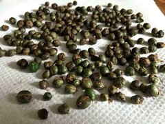20 unit CreativeFarmer OCurry leaves Plant Seed Kari Patta Seed ORGANIC
