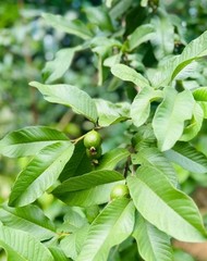 Dried Guava Leaves – Natural Psidium Guajava Tea Leaves, Hojas de Guayaba