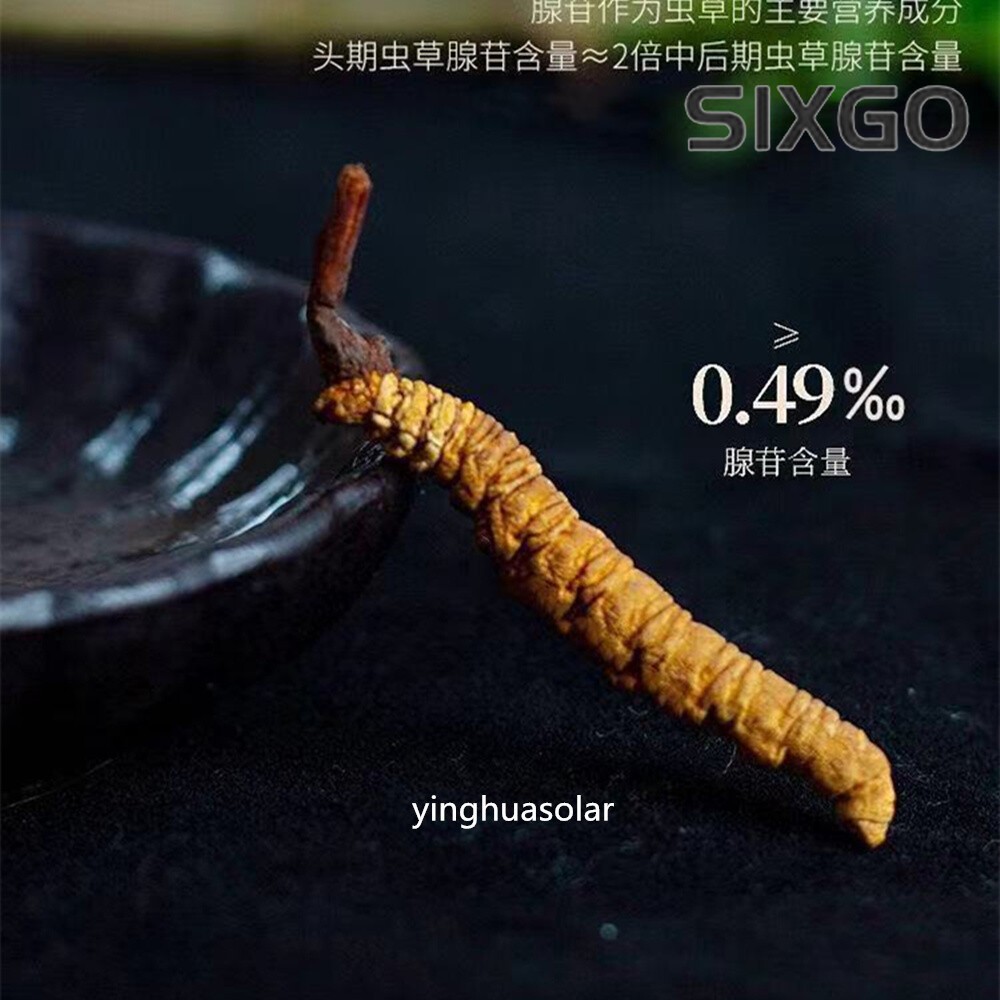 NON-GMO Organic Whole Wild Tibet Cordyceps Superfood 2pcs Cordyceps Sinensis